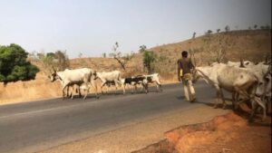Read more about the article Intersociety Releases Names Of Over 70 Benue, Kaduna Residents Slaughtered By Armed Herdsmen In Past Weeks