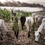 48 Feared Killed in Fulani–Kamuku Clash in Niger Community