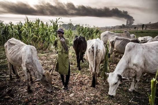 You are currently viewing 48 Feared Killed in Fulani–Kamuku Clash in Niger Community